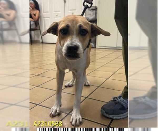 Medium Photo #1 Mutt Puppy For Sale in West Palm Beach, FL, USA