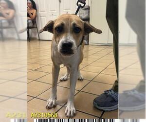 Mutt Dogs for adoption in West Palm Beach, FL, USA