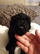 Small Photo #2 Goldendoodle Puppy For Sale in LUCAMA, NC, USA