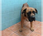 Small Mastiff