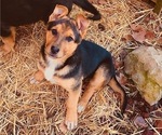 Puppy 1 Australian Kelpie-German Shepherd Dog Mix