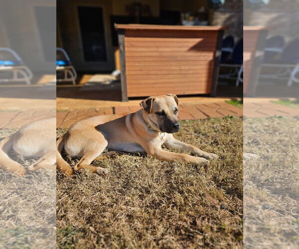 Medium Photo #4 Black Mouth Cur-Unknown Mix Puppy For Sale in Rockaway, NJ, USA