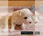 Small Photo #8 Maltese Puppy For Sale in MOUNTAIN GROVE, MO, USA