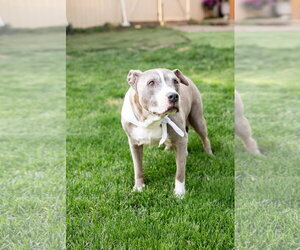 Betty Boop - Female Mutt Dog for Adoption - Photo #4