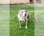 Small #3 Mutt