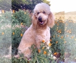 Small Photo #1 Goldendoodle Puppy For Sale in PLACERVILLE, CA, USA