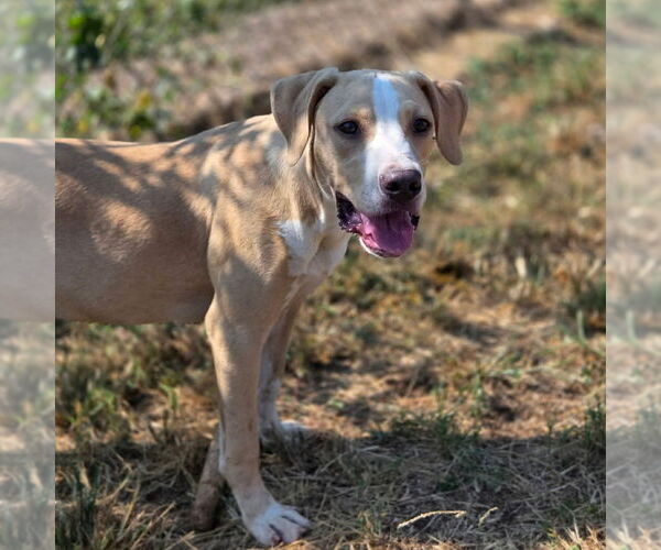 Medium Photo #2 Mutt Puppy For Sale in Canton, CT, USA