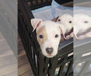 American Pit Bull Terrier-Unknown Mix Dogs for adoption in New London, WI, USA