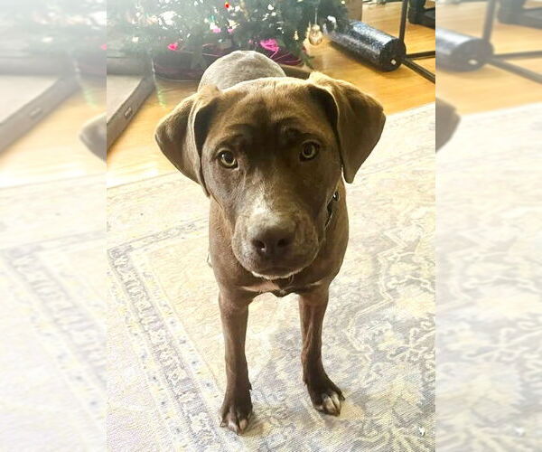 Medium Photo #1 Labrador Retriever-Unknown Mix Puppy For Sale in Mount Laurel, NJ, USA