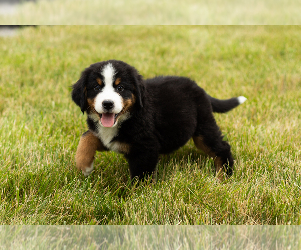 Medium Photo #1 Bernese Mountain Dog Puppy For Sale in SHIPSHEWANA, IN, USA