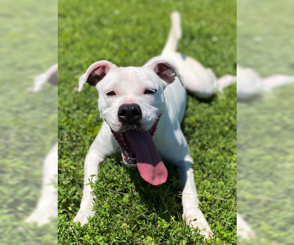 Medium Photo #1 Bullboxer Pit Puppy For Sale in Sistersville, WV, USA