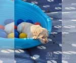 Small Photo #35 Labrador Retriever Puppy For Sale in POCAHONTAS, IL, USA