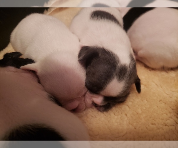 Medium Photo #10 French Bulldog Puppy For Sale in BONE CAVE, TN, USA