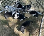 Small Texas Heeler