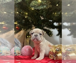 French Bulldog Puppy for sale in JACKSONVILLE, FL, USA