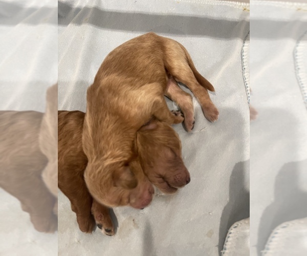 Medium Photo #8 Goldendoodle Puppy For Sale in DALLAS, TX, USA