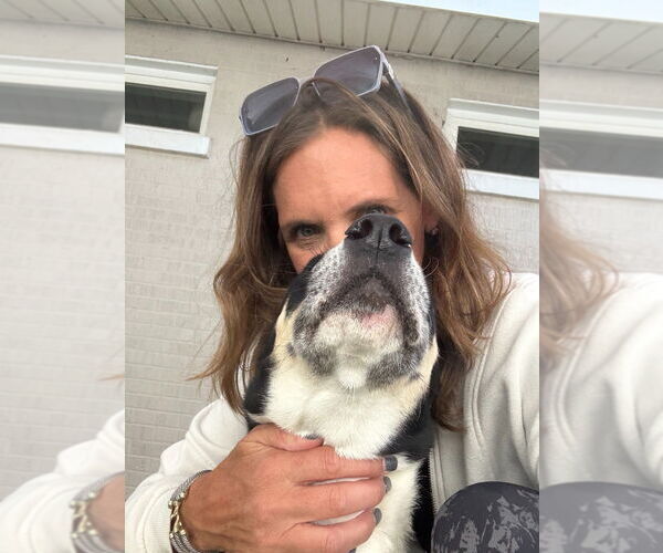 Medium Photo #3 Mutt Puppy For Sale in Canton, CT, USA