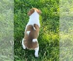 Small Photo #4 Rat Terrier Puppy For Sale in UNION, IA, USA