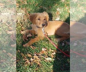 Golden Retriever Puppy for sale in BATTLEFIELD, MO, USA