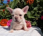 Small #2 French Bulldog