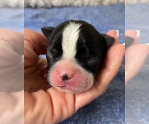 Boston Terrier Puppy for sale in CRKD RVR RNCH, OR, USA