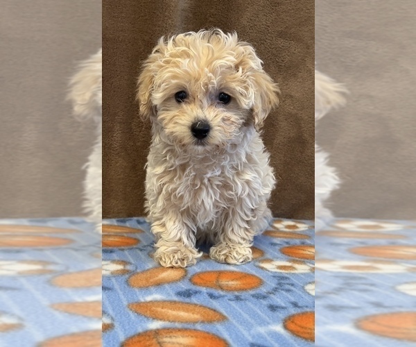 Medium Photo #1 Maltipoo Puppy For Sale in MARTINSVILLE, IN, USA