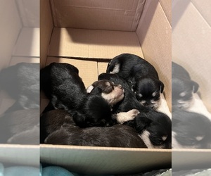 Schnauzer (Miniature) Litter for sale in CLOUD LAKE, FL, USA