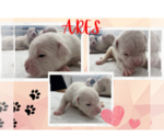 Image preview for Ad Listing. Nickname: Ares