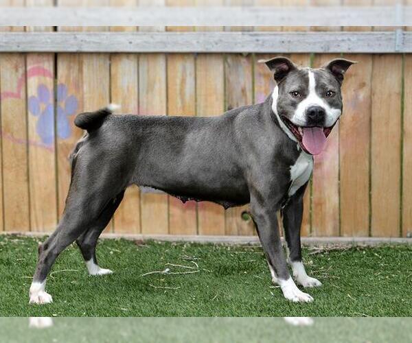 Medium Photo #2 Mutt Puppy For Sale in West Valley, UT, USA