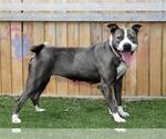 Small #1 Mutt