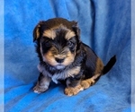 Small #2 Havanese