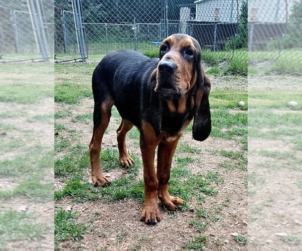 Medium Photo #9 Bloodhound Puppy For Sale in TOCCOA, GA, USA