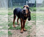 Small #8 Bloodhound
