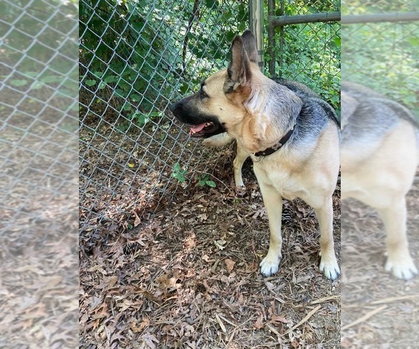 Medium Photo #4 German Shepherd Dog Puppy For Sale in Holly Springs, NC, USA