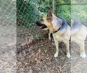 Harley (Planet mama) - Female German Shepherd Dog Dog for Adoption - Photo #4