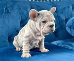 Small Photo #4 French Bulldog Puppy For Sale in LOUISVILLE, KY, USA