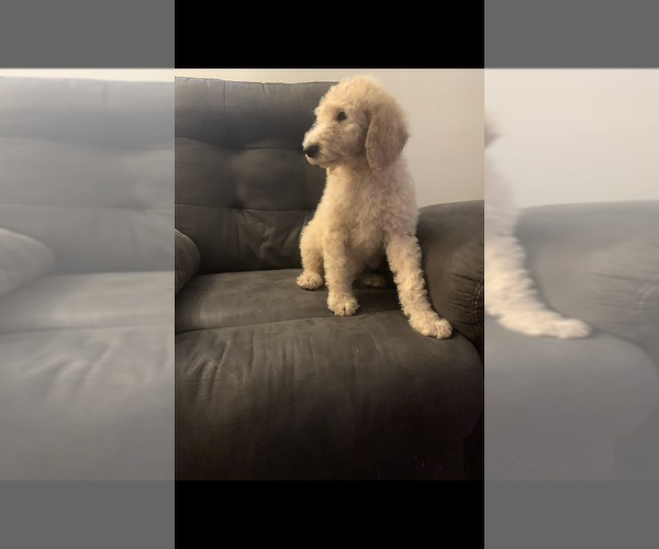 Medium Photo #4 Poodle (Standard) Puppy For Sale in BLAND, MO, USA