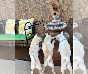 Shiba Inu Puppy for sale in RINCON, AZ, USA