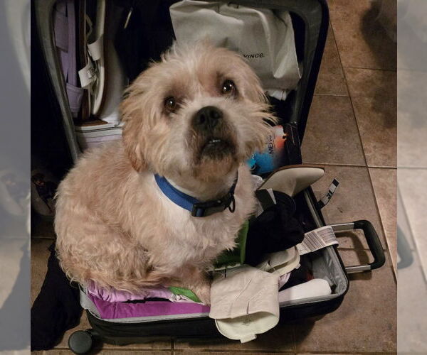 Medium Photo #2 Norfolk Terrier-Shih Tzu Mix Puppy For Sale in San Antonio, TX, USA