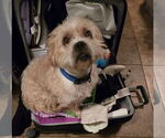 Small #1 Norfolk Terrier-Shih Tzu Mix