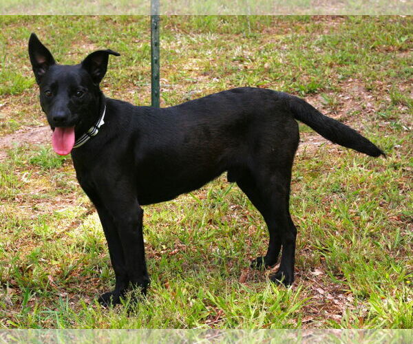 Medium Photo #2 Australian Kelpie-Labrador Retriever Mix Puppy For Sale in Attalka, AL, USA