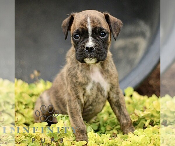 Medium Photo #1 Boxer Puppy For Sale in GORDONVILLE, PA, USA