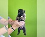 Small Photo #22 Belgian Malinois Puppy For Sale in S CHARLESTON, WV, USA