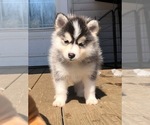 Small Photo #2 Pomsky Puppy For Sale in SAVOY, MA, USA