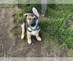 Small #1 German Shepherd Dog
