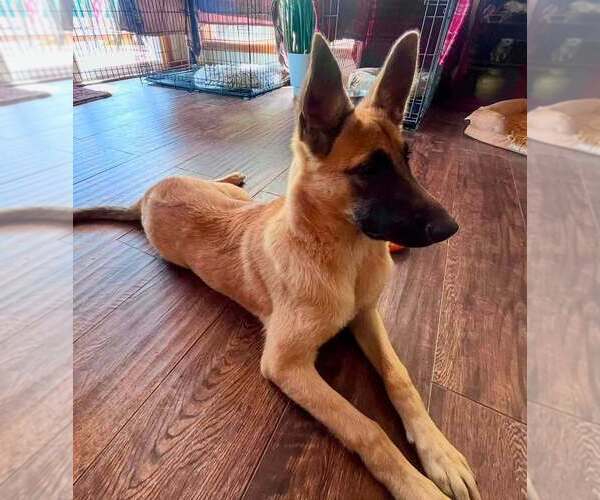 Medium Photo #6 Mutt Puppy For Sale in Imlay City, MI, USA