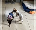 Small #2 Papshund