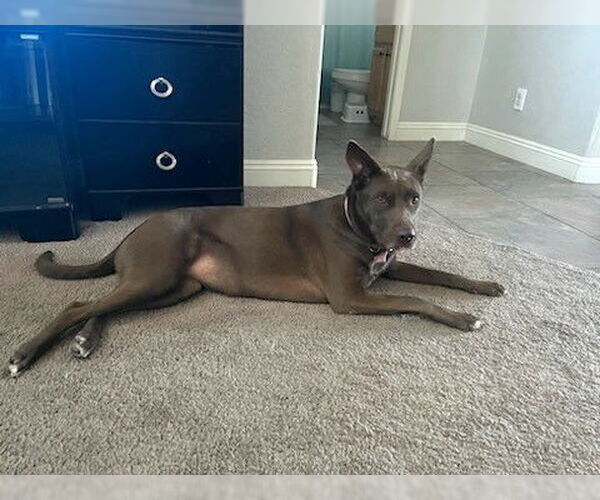 Medium Photo #2 Australian Kelpie-Unknown Mix Puppy For Sale in Chandler, AZ, USA