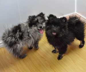 Pomeranian Litter for sale in PHILADELPHIA, PA, USA