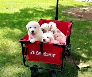 Great Pyrenees Puppy for sale in SPARTANBURG, SC, USA
